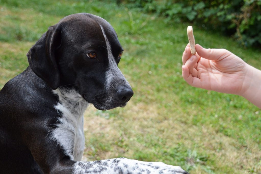 Dressez votre chien en 15 minutes par jour de Caroline Lange : le best-seller du dressage pour chien Dressez votre chien en 15 minutes par jour de Caroline Lange : le best-seller du dressage pour chien